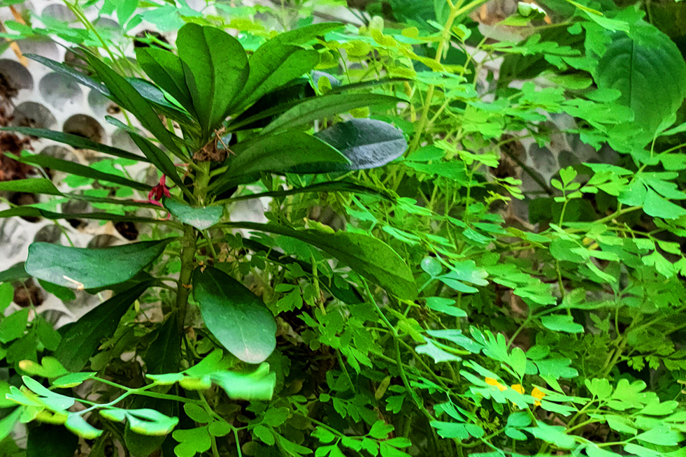 Rue de londres - en grön fasad levererad av Butong Paris