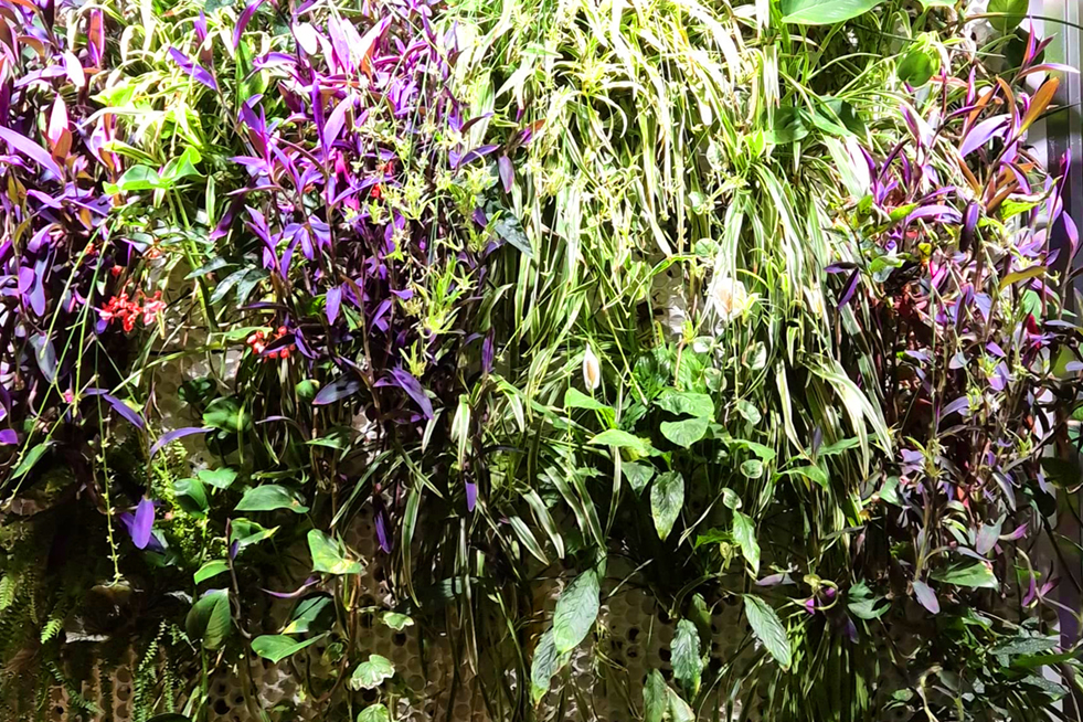 Levande väggar och vertikala trädgårdar, en grön inomhusvägg från Butong