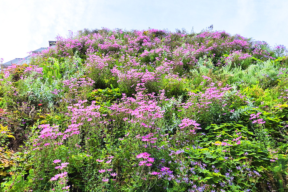 Björns Vertikala Trädgård - Gröna fasader från Butong